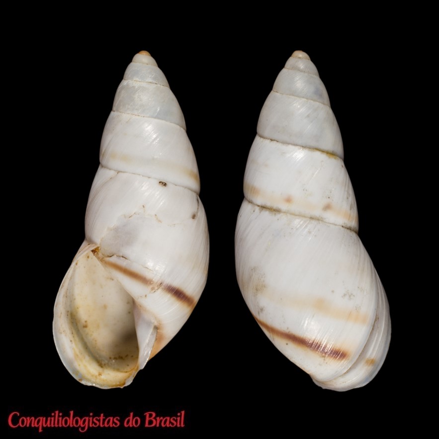 Mesembrinus tropicalis (Morelet, 1849)