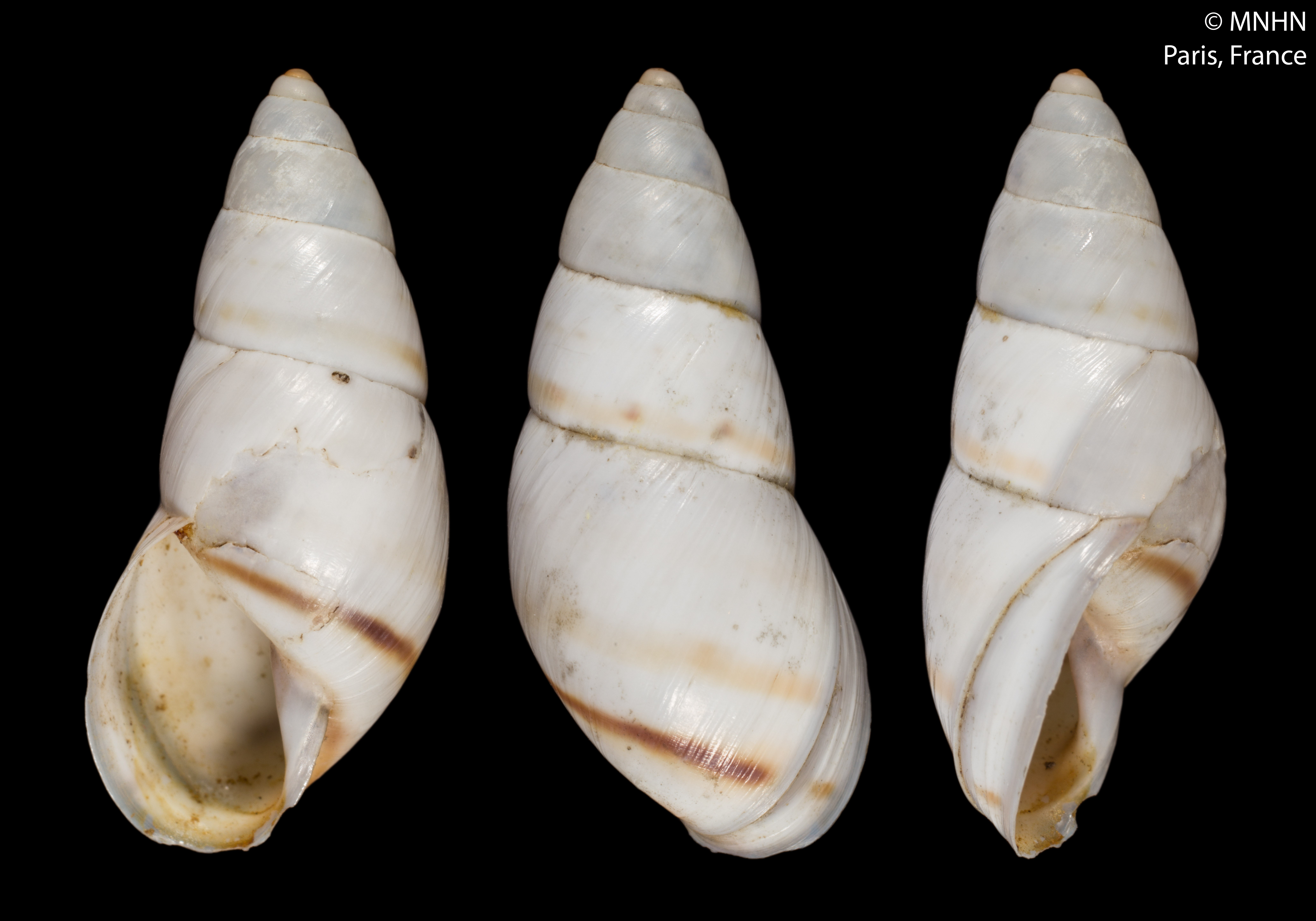Mesembrinus tropicalis (Morelet, 1849) Mesembrinus tropicalis (Morelet, 1849)