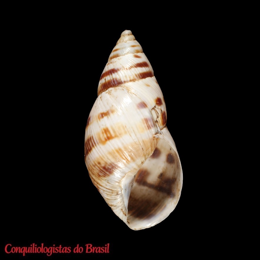 Mesembrinus uhdeanus cuernavacensis (Crosse & P. Fischer, 1874)