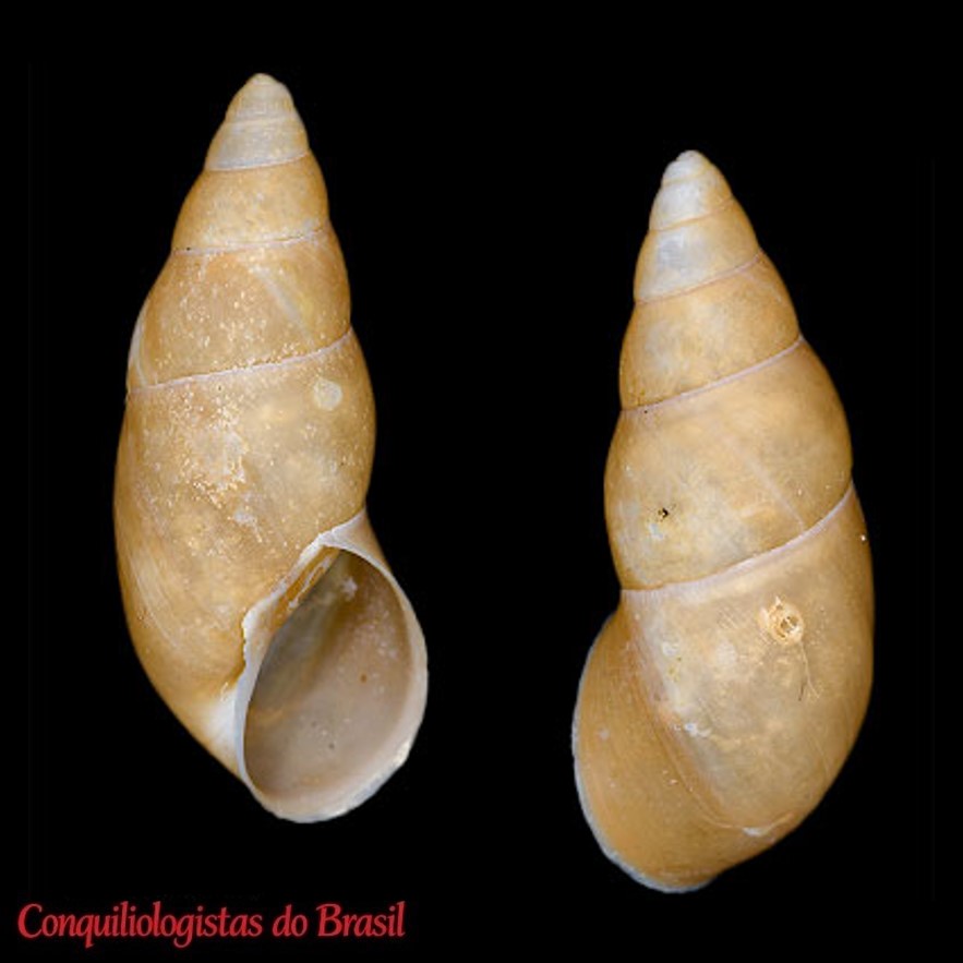 Naesiotus beldingi (J. G. Cooper, 1892)