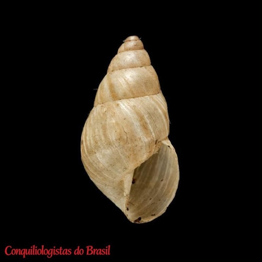 Naesiotus exornatus (Reeve, 1849)