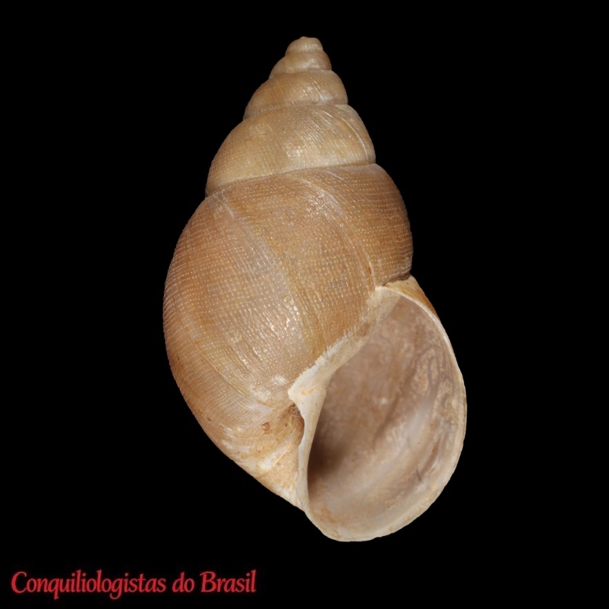 Naesiotus gabbi (Crosse & P. Fischer, 1872)