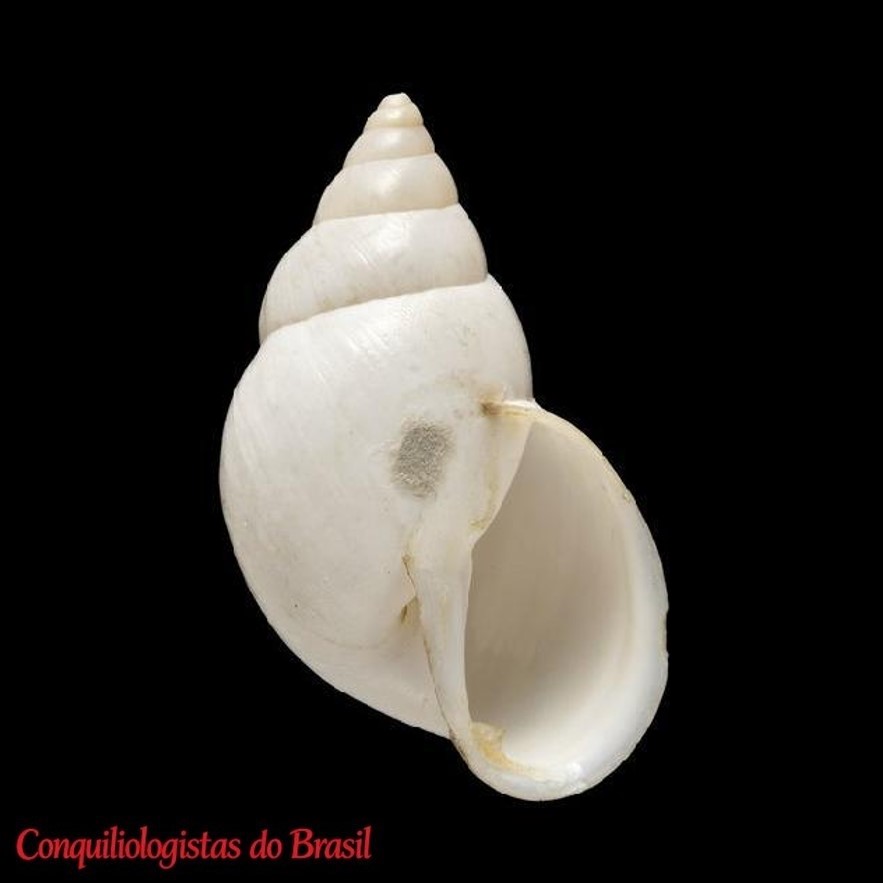 Naesiotus pallidior (G. B. Sowerby I, 1833)