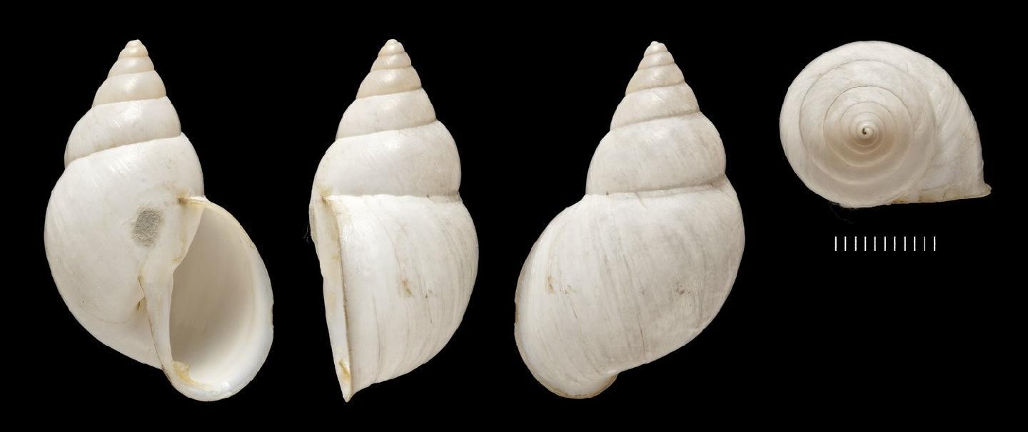Naesiotus pallidior (G. B. Sowerby I, 1833) Naesiotus pallidior (G. B. Sowerby I, 1833)