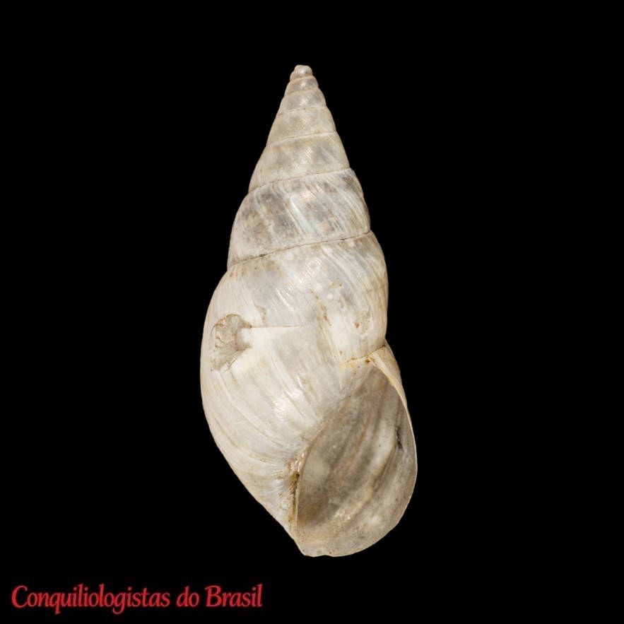 Naesiotus pazianus (A. d'Orbigny, 1835)