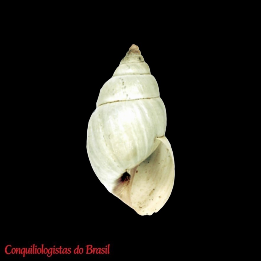 Naesiotus vestalis (Albers, 1854)