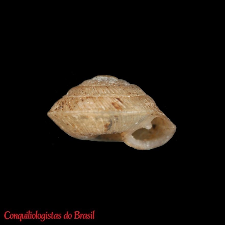 Nesostrobilops helleri (Dall, 1900)