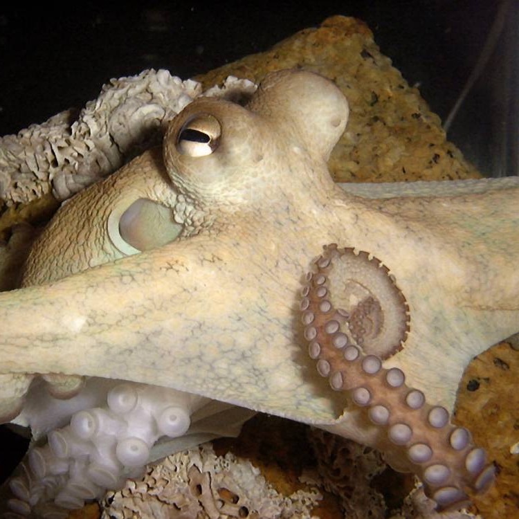 OCTOPODIFORMES