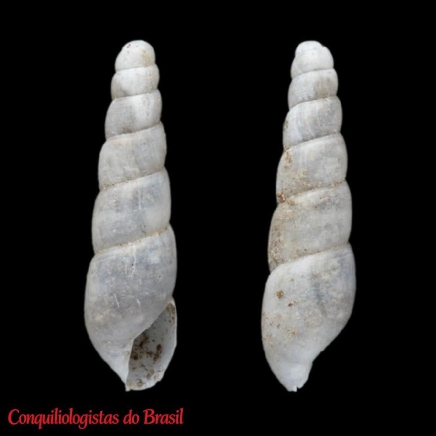 Obeliscus plicatellum (Guppy, 1868)
