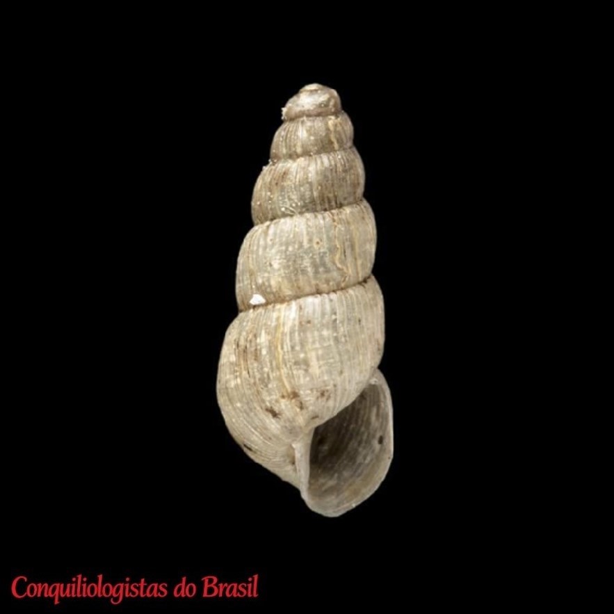 Opeas cuencanum (L. Pfeiffer, 1858)