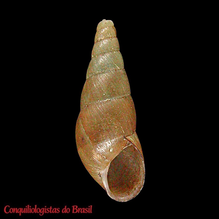 Protoglyptus mazei (Crosse, 1874), MNHN-IM-2000-26724