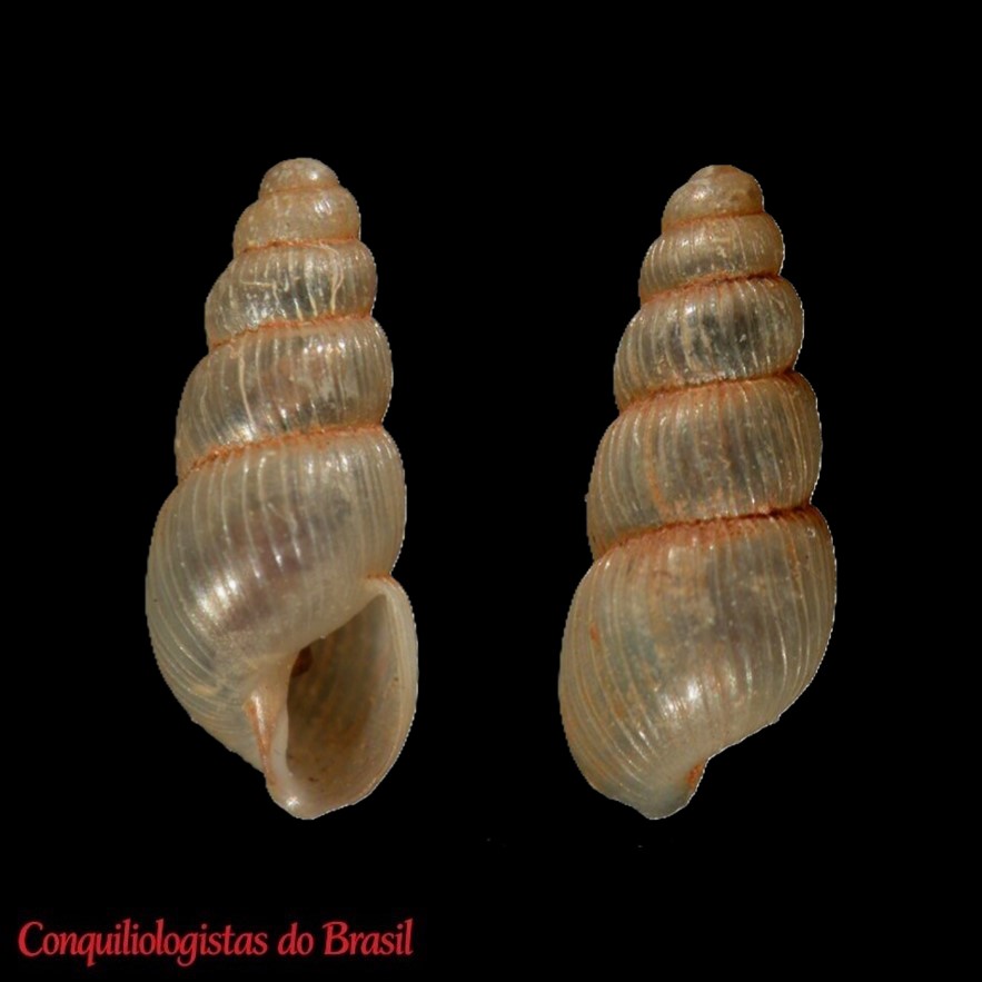 Pseudosubulina chaperi (Jousseaume, 1889)
