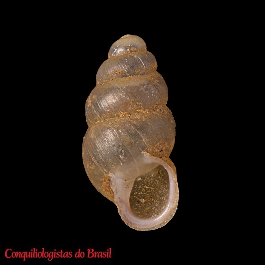Pupoides simoni (Jousseaume, 1889)