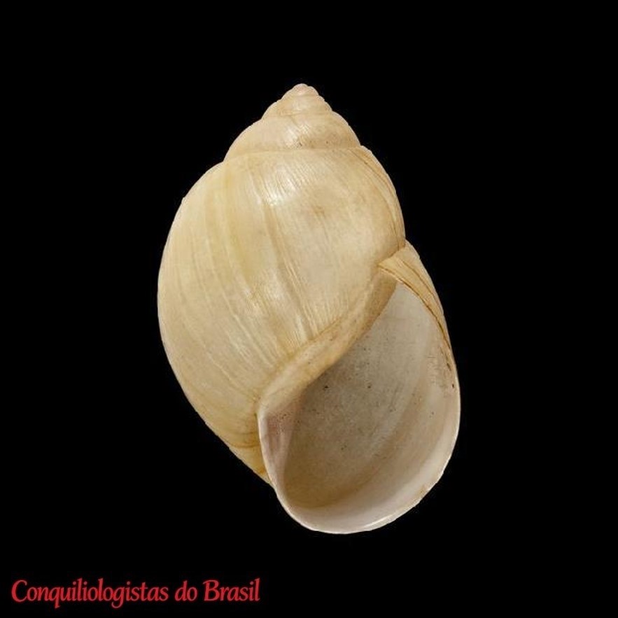 Rabdotus sufflatus (A. A. Gould, 1859)