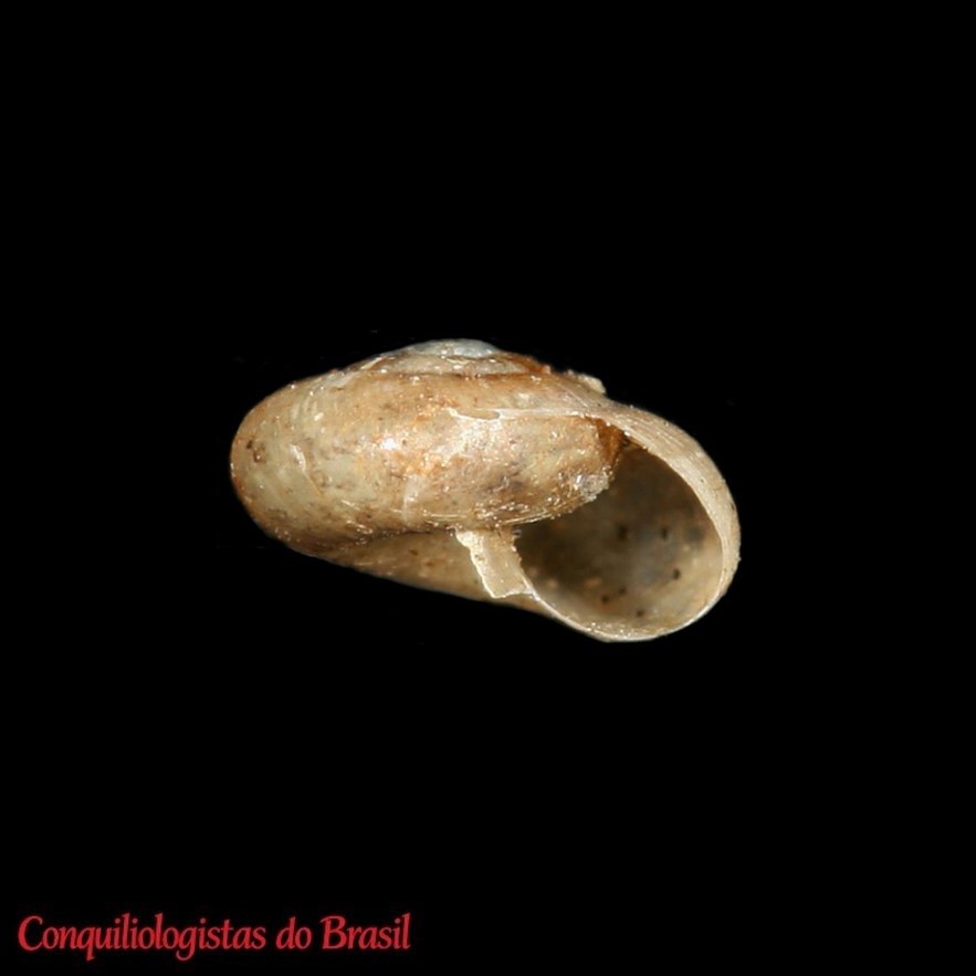 Retinella actinophora (Dall, 1900)