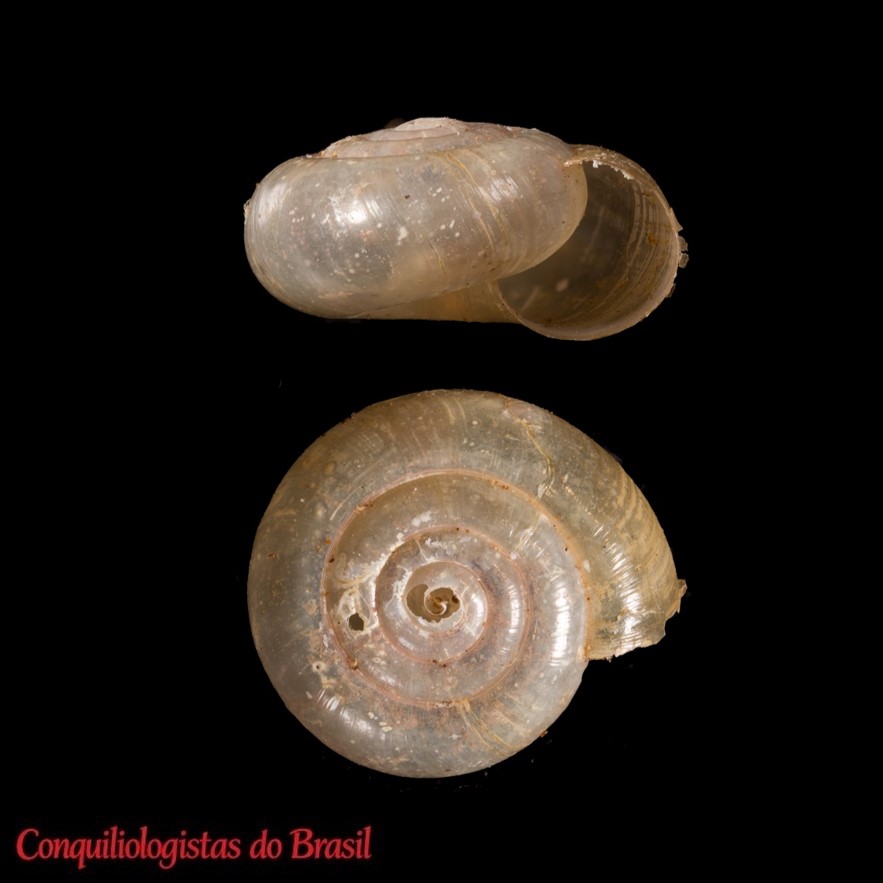 Scolodonta lutea (Tillier, 1980)