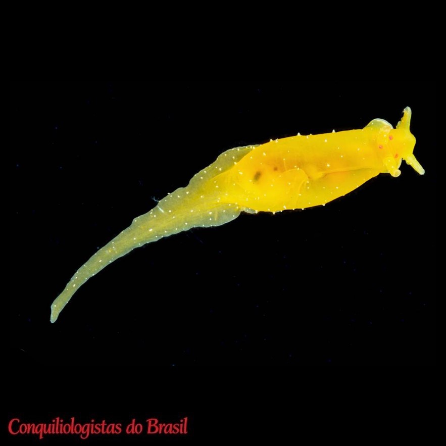 Stylocheilus longicauda (Quoy & Gaimard, 1825)