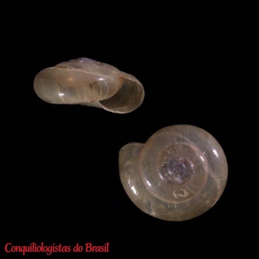 Systrophiella tepui Roosen & Breure, 2026