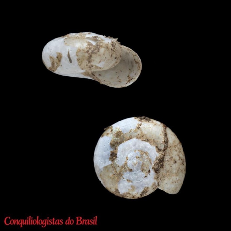 Tamayoa decolorata (Drouët, 1859), NHMUK 20190663