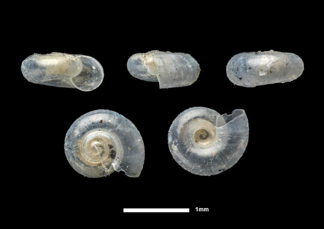 Tamayoa implicans (Guppy, 1868), NHMUK 1875.2.8.13 Tamayoa implicans (Guppy, 1868), NHMUK 1875.2.8.13