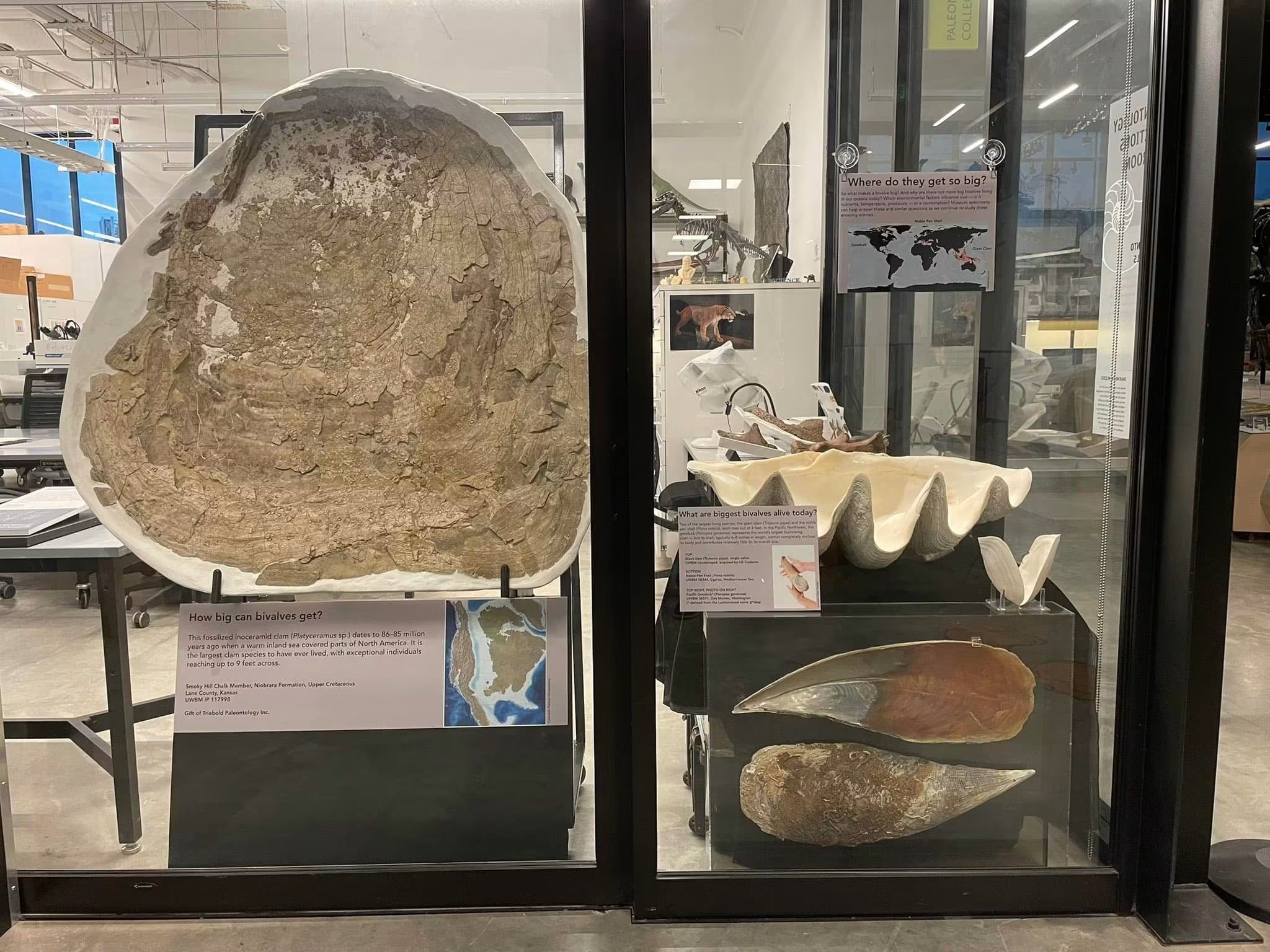 mega bivalve cretaceo