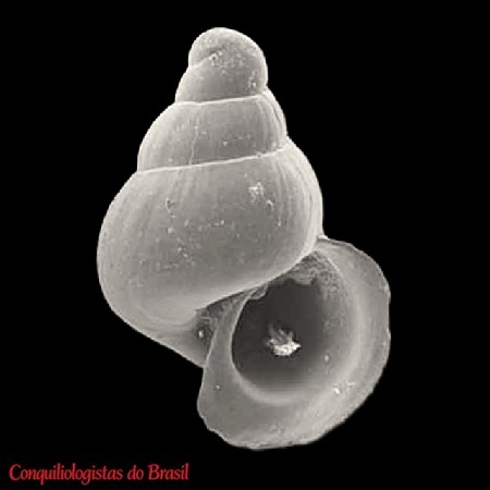Aclis macrostoma J. Barros, S. Lima & Francisco, 2007