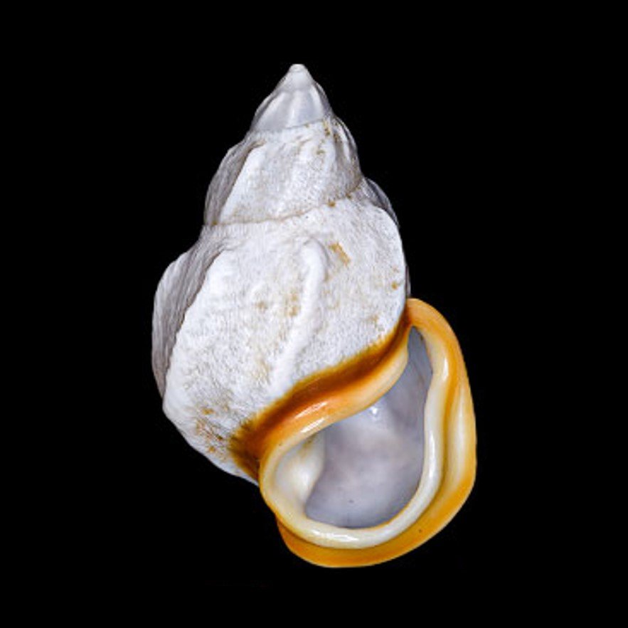 AURIIDAE