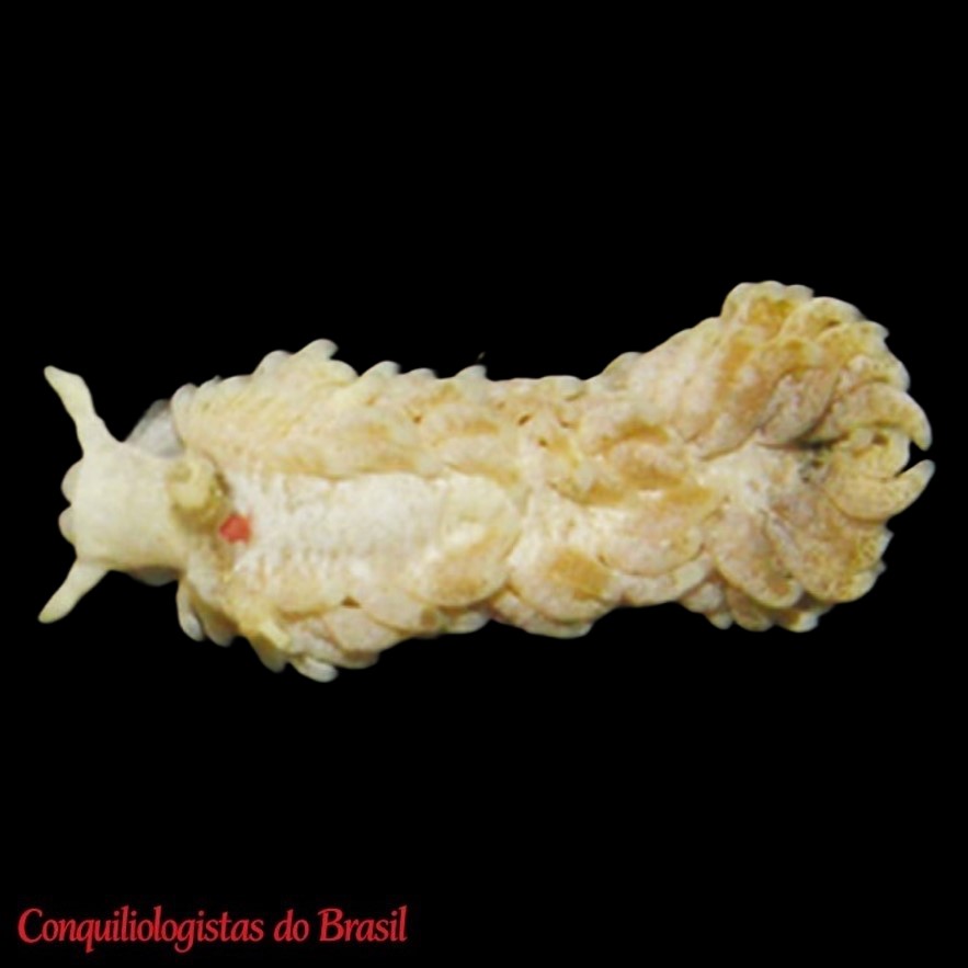 Bulbaeolidia oasis Caballer & Ortea, 2015