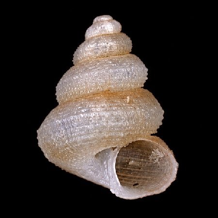HALOCERATIDAE