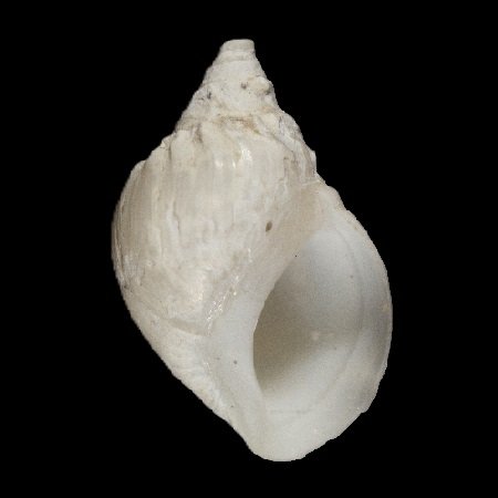 BENTHOBIIDAE