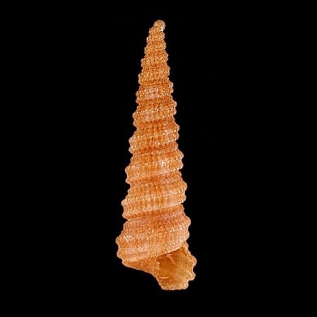 MATHILDIDAE