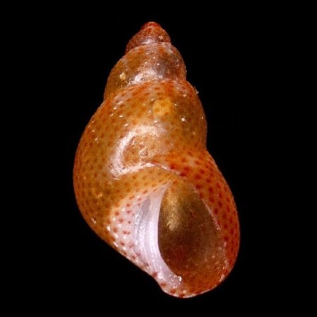 PHASIANELLIDAE
