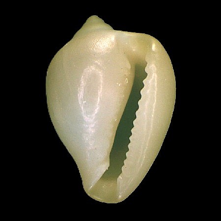 ERATOIDAE