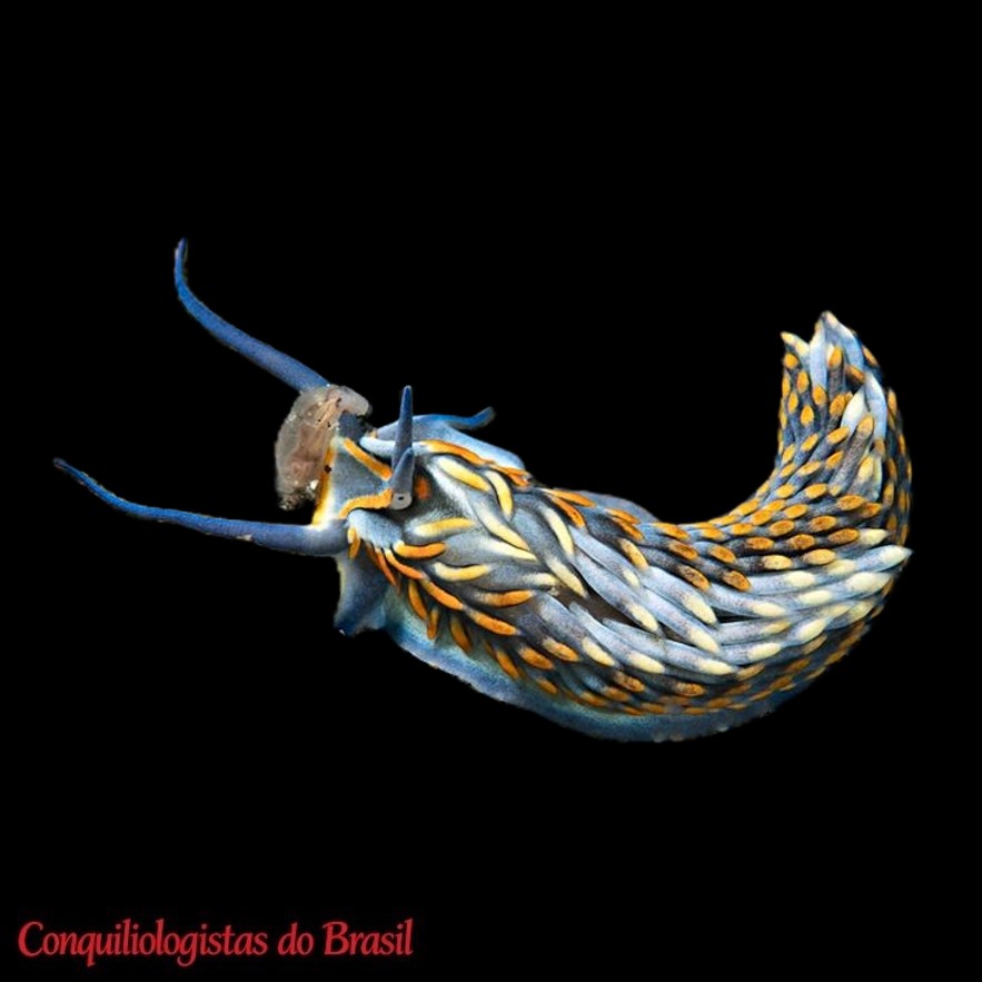Cerberilla potiguara Padula & Delgado, 2010