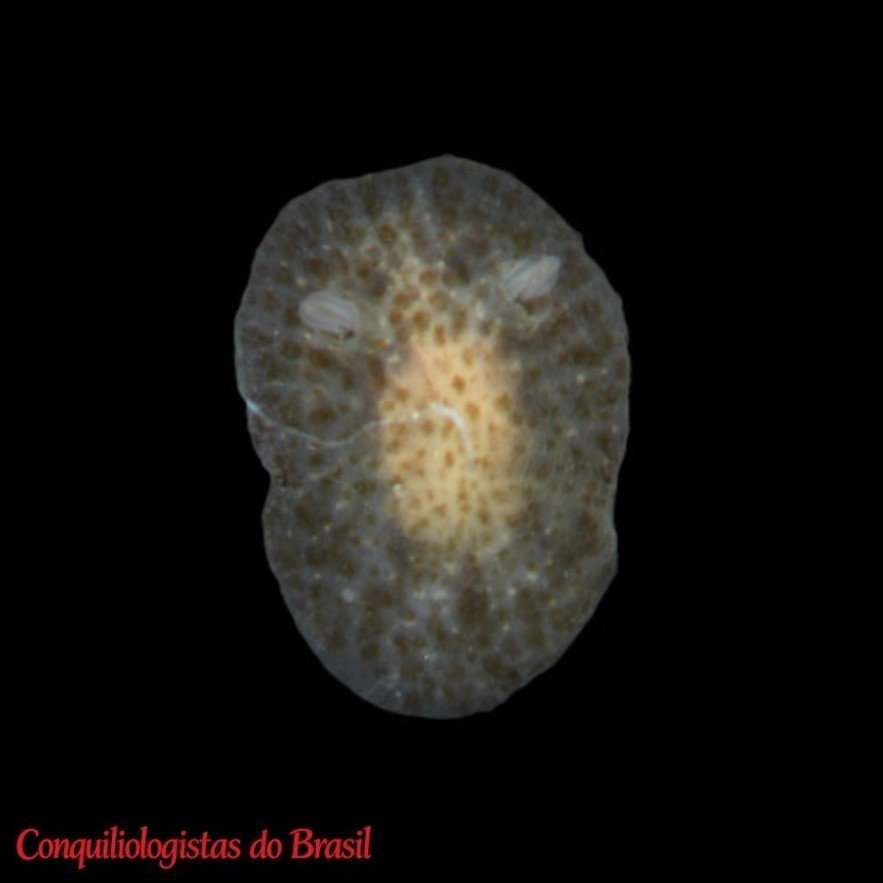 Corambe carambola (Er. Marcus, 1955)