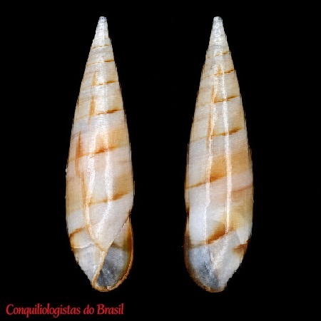 Eulima bifasciata A. d'Orbigny, 1841