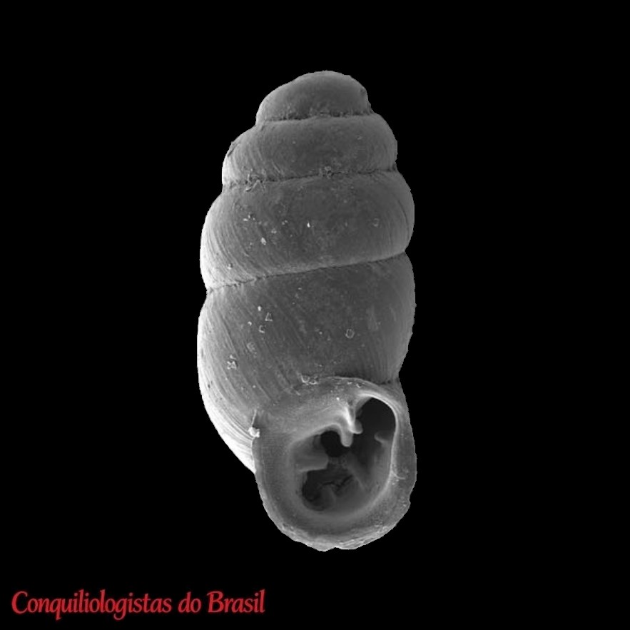 Gastrocopta christineae Miquel & Brito, 2019