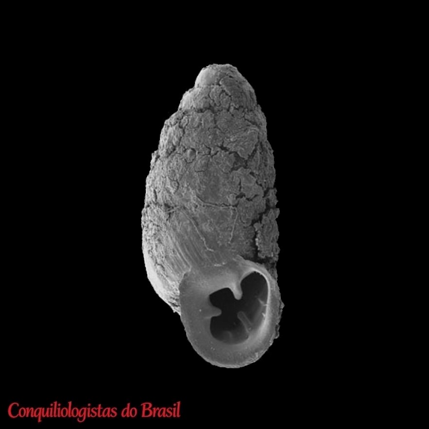 Gastrocopta herrerai Miquel & Brito, 2019