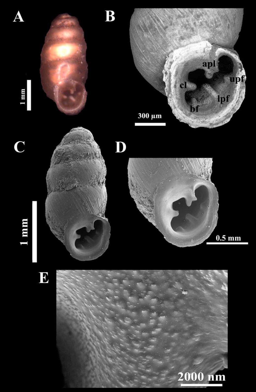 Gastrocopta reibischi (Dall & Ochsner, 1928) Gastrocopta reibischi (Dall & Ochsner, 1928)