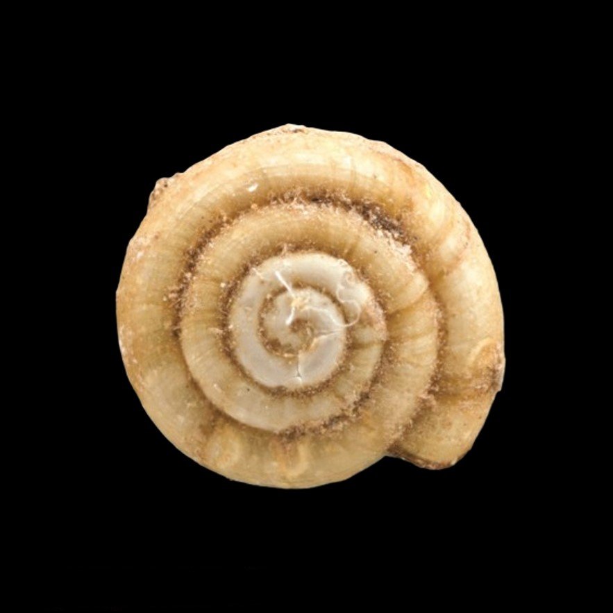 HELICODISCIDAE