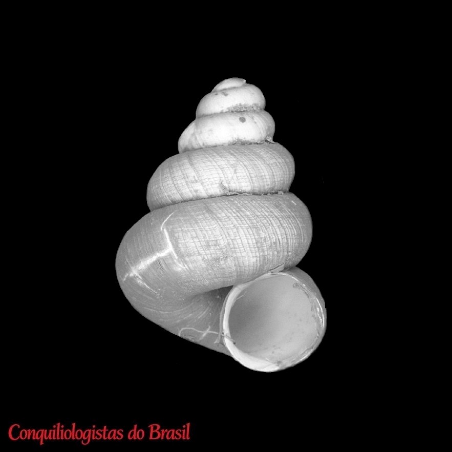 Habeastrum decussatum Hausdorf & Tapia, 2026