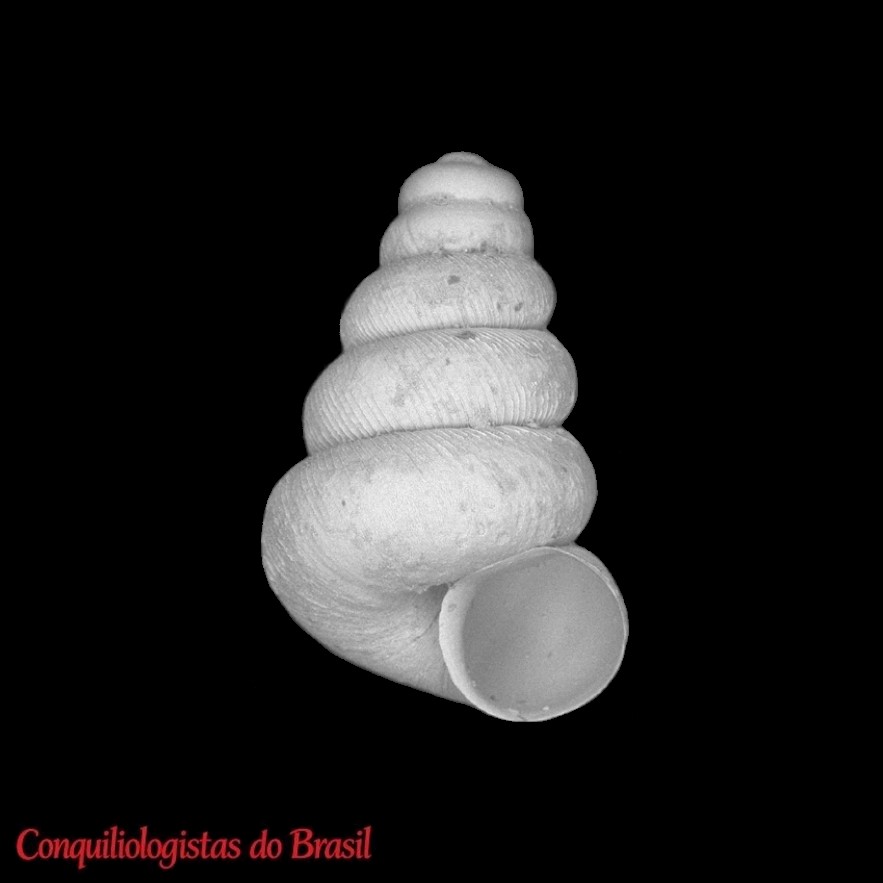 Habeastrum striolatum Hausdorf & Tapia, 2026