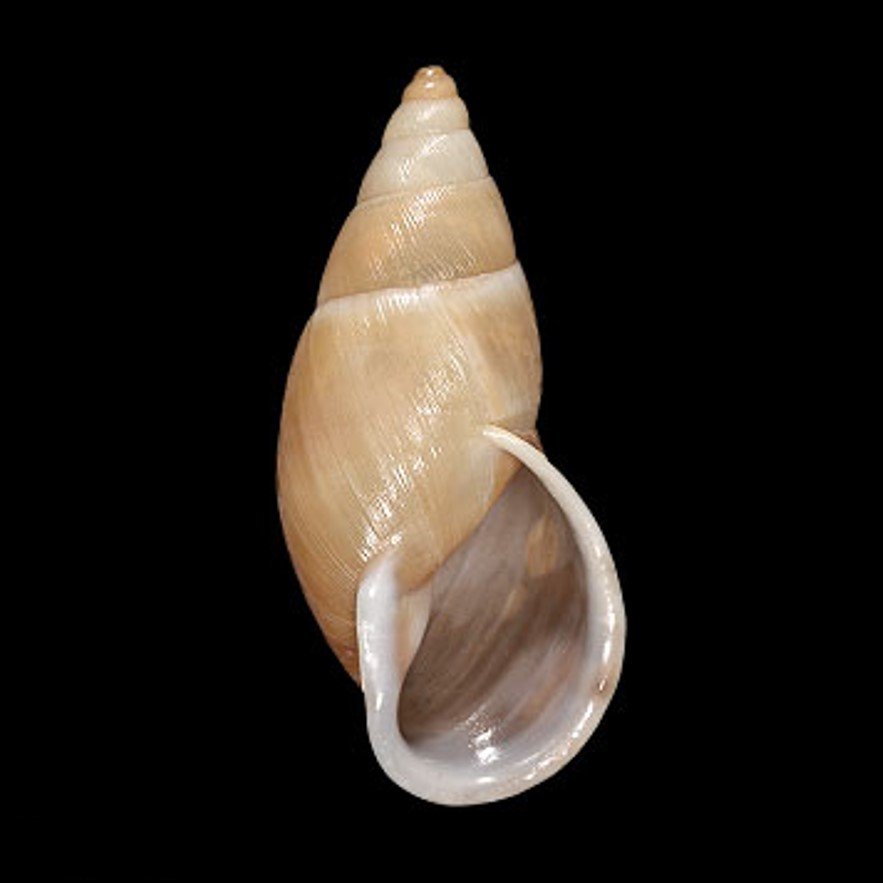 KORIDAE