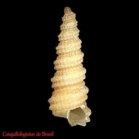 Mathilda vanaartseni