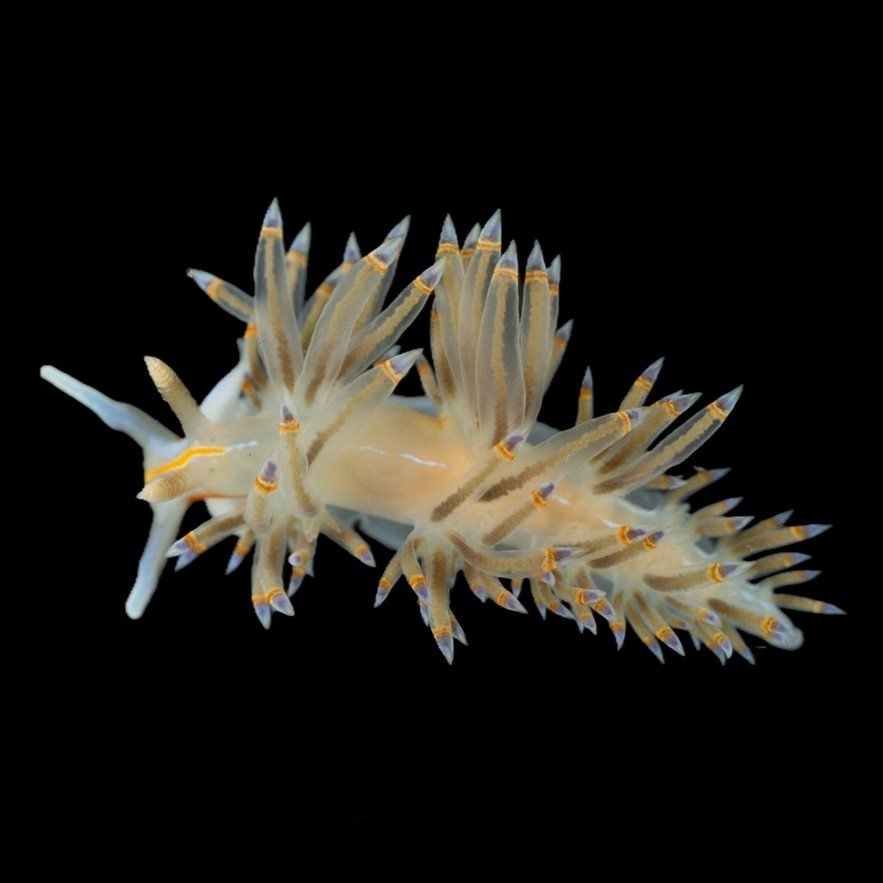 NUDIBRANCHIA