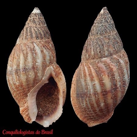 Nassarius foveolatus