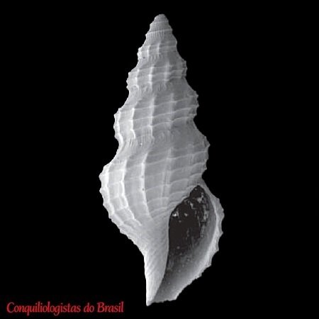 Neopleurotomoides callembryon (Dautzenberg & H. Fischer, 1896)