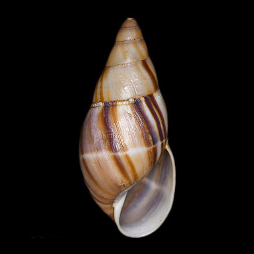 ORPHAICIDAE
