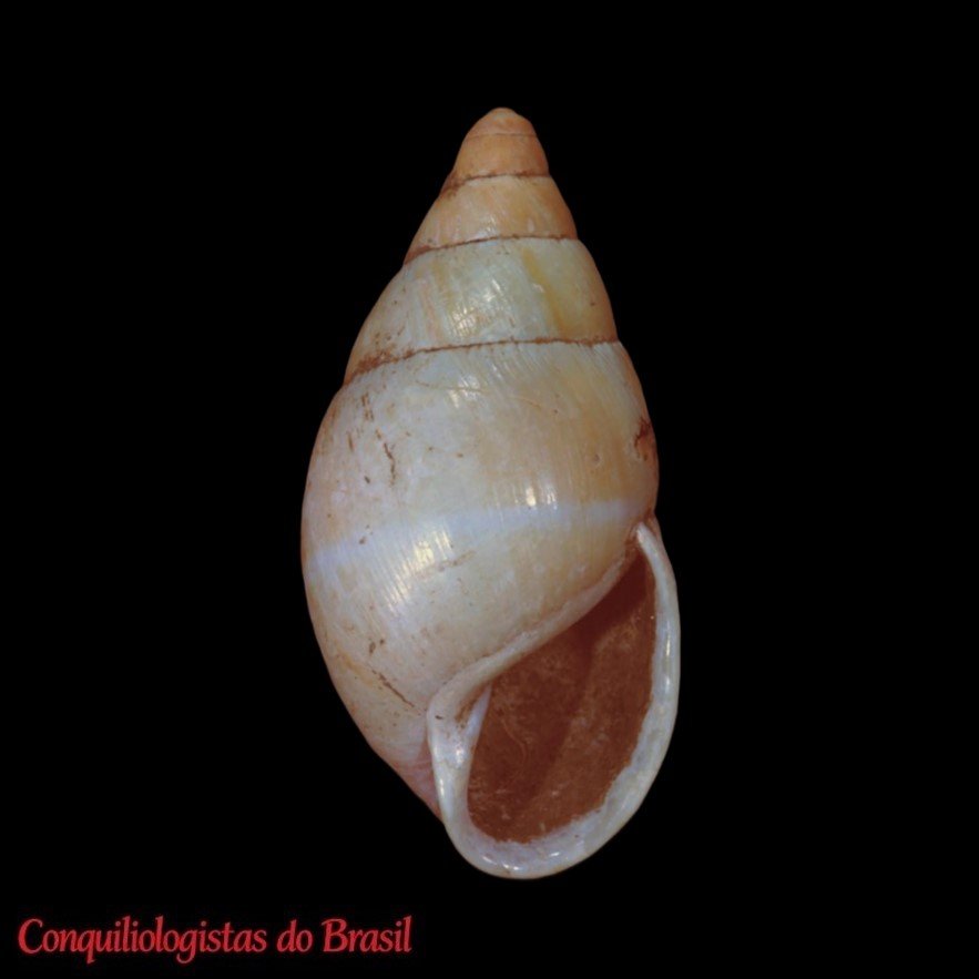 Orphaicus teixeirensis (Simone, Gernet & Pinheiro, 2025 )†