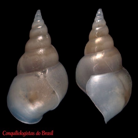 Sabinella troglodytes (Thiele, 1925)